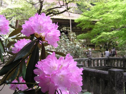 室生寺本堂の石楠花