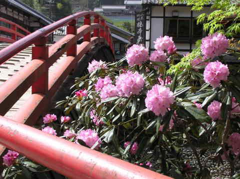 太鼓橋の石楠花