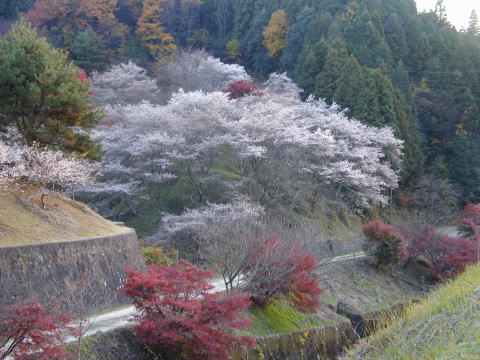 小原の四季桜と紅葉