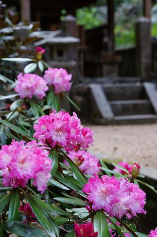 岡寺の石楠花
