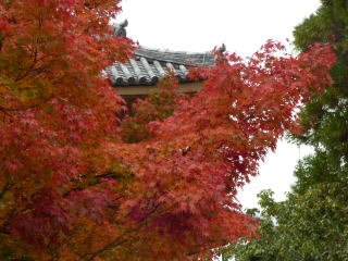大仏殿北側の紅葉