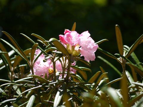 茶臼山の石楠花
