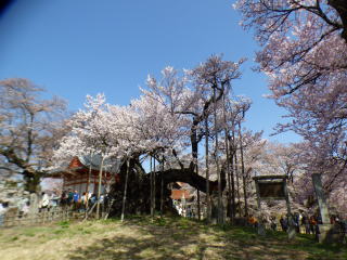 山高　神代桜
