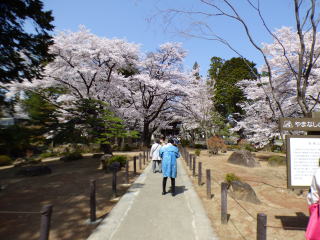 恵林寺の桜