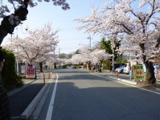 長瀞の桜並木