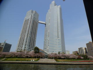 隅田川の桜