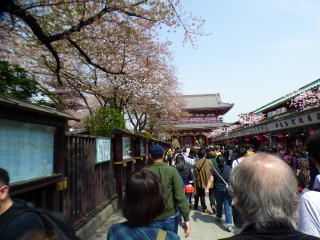 浅草寺の桜