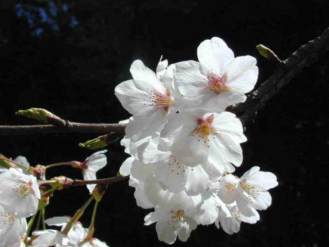 五色園の桜